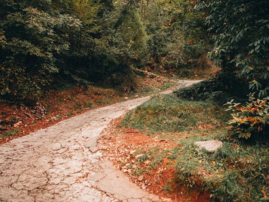 Immagine 46 di Rustico / casale in affitto  a Camaiore