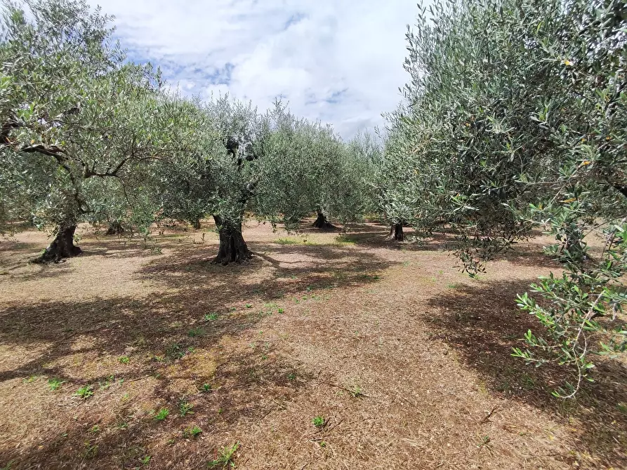 Immagine 47 di Quadrilocale in vendita  in Via Dello Scalo Ferroviario 8 a Marcellina
