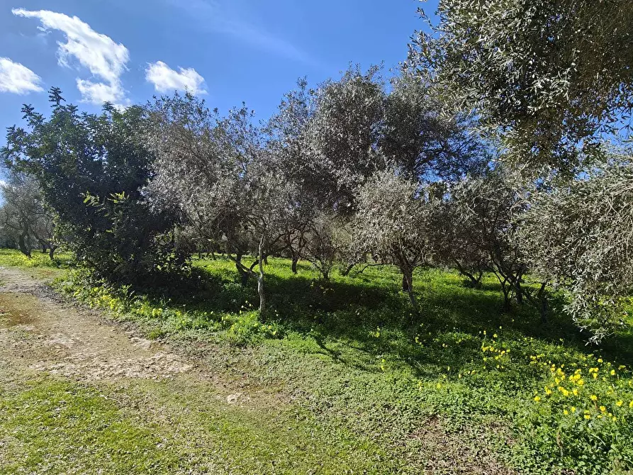 Immagine 4 di Rustico / casale in vendita  a Sassari