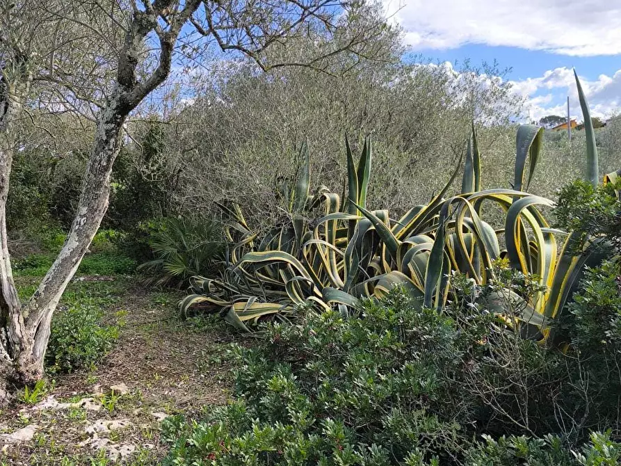 Immagine 26 di Villa in vendita  in Strada Vicinale Li Curuneddi Tronco B a Sassari