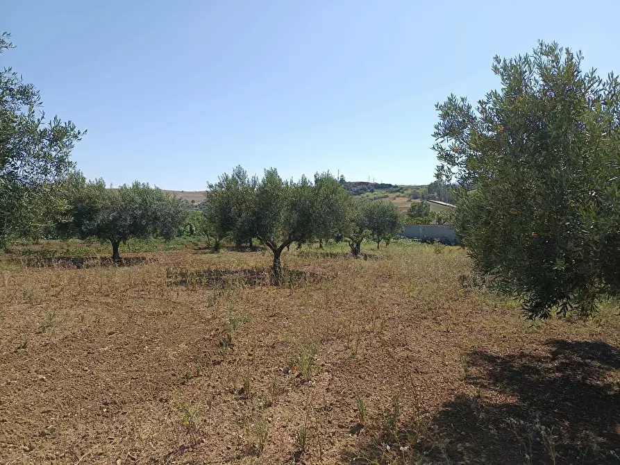 Immagine 7 di Terreno agricolo in vendita  a Balestrate
