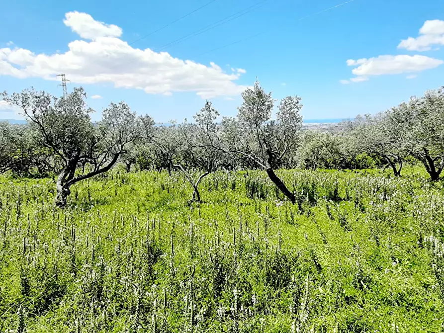 Immagine 11 di Terreno agricolo in vendita  in via contrada maiano a Montecorvino Rovella