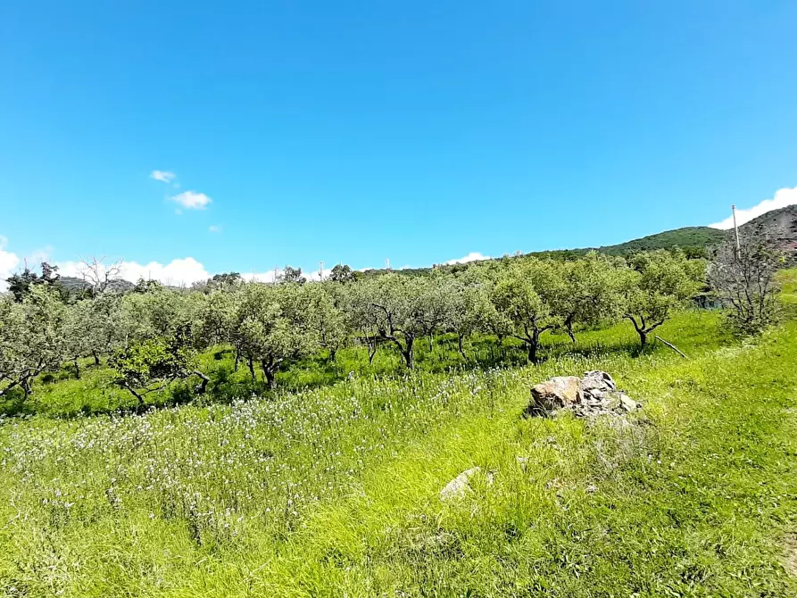 Immagine 7 di Terreno agricolo in vendita  in via contrada maiano a Montecorvino Rovella