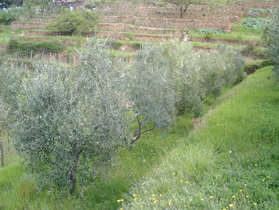 Immagine 3 di Rustico / casale in vendita  a Monte Argentario
