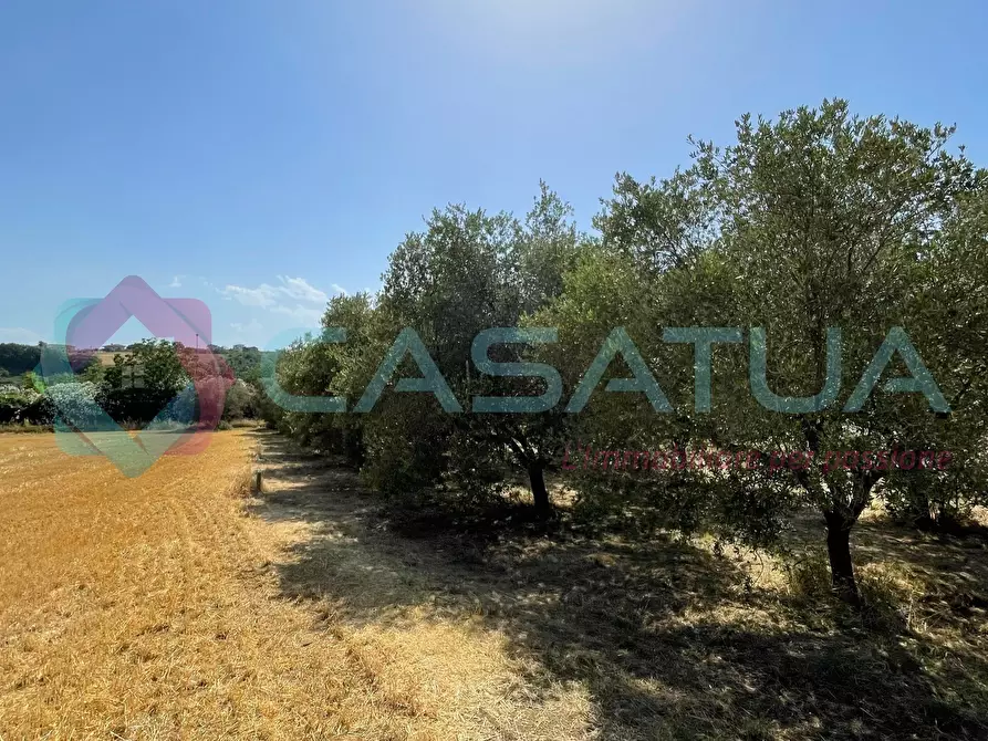 Immagine 10 di Terreno agricolo in vendita  in Contrada Piomba 22 a Silvi