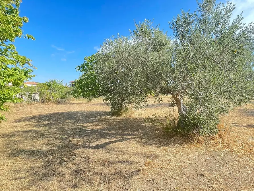 Immagine 15 di Terreno agricolo in vendita  a Silvi