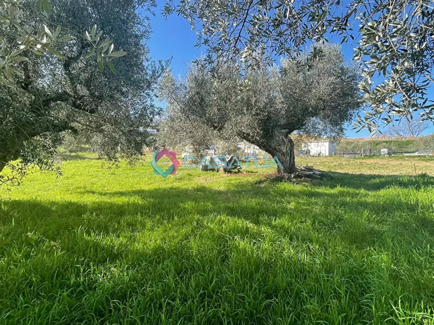 Immagine 33 di Terreno agricolo in vendita  a Silvi