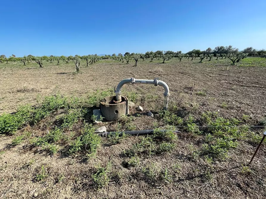 Immagine 5 di Terreno agricolo in vendita  in Strada Provinciale 104 snc a Lentini