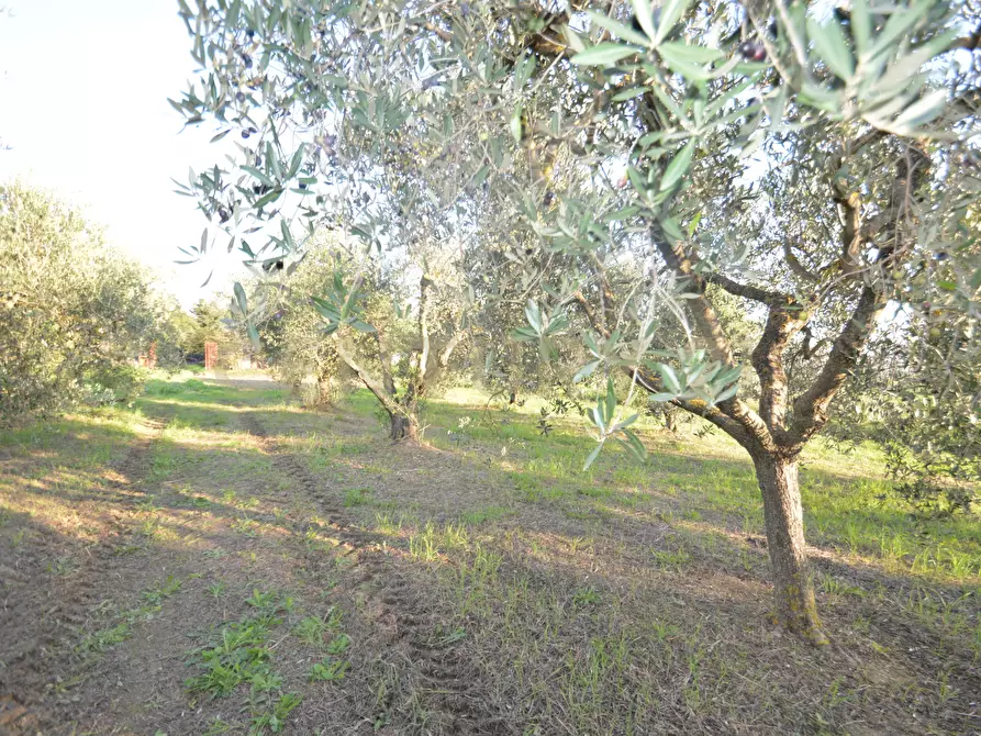 Immagine 26 di Terreno agricolo in vendita  in Strada del Querciolo 125 a Grosseto