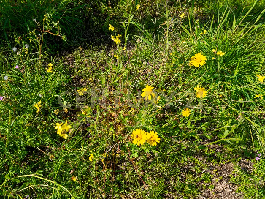 Immagine 12 di Terreno industriale in vendita  in Viale Andrea Doria 2 a San Giovanni La Punta