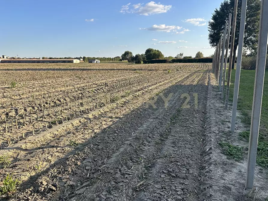 Immagine 68 di Rustico / casale in vendita  in Via Trento 70 a Minerbe