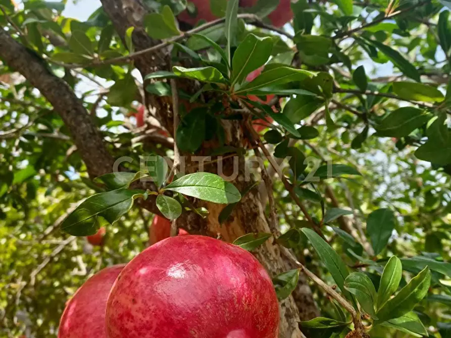 Immagine 10 di Terreno agricolo in vendita  in Contrada Agnelleria a Belpasso