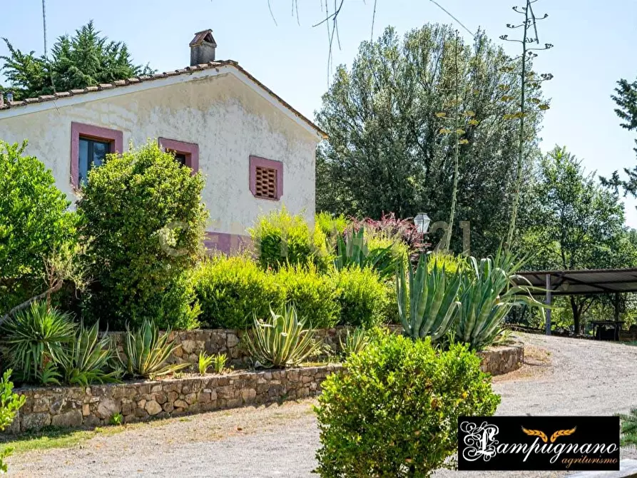 Immagine 60 di Rustico / casale in vendita  in agriturismo lampugnano 47 a Civitella Paganico