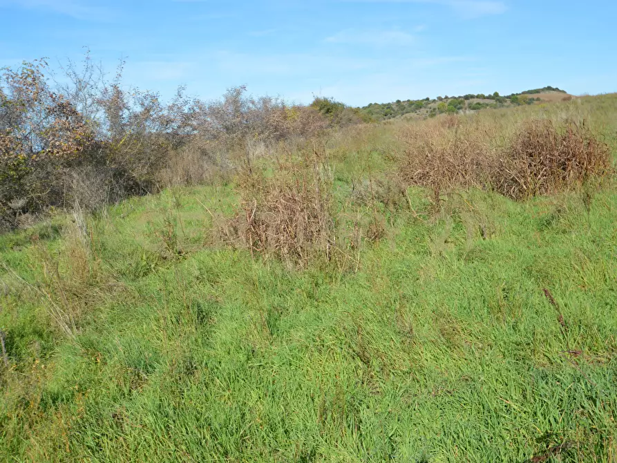 Immagine 16 di Terreno agricolo in vendita  in Strada Provinciale Montiano a Grosseto