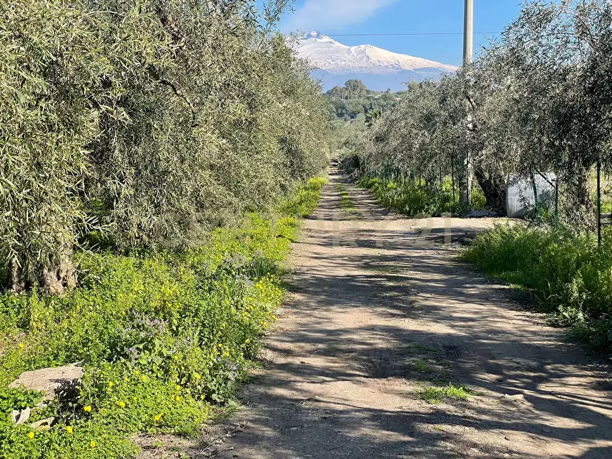 Immagine 7 di Terreno agricolo in vendita  in contrada agnelleria a Belpasso