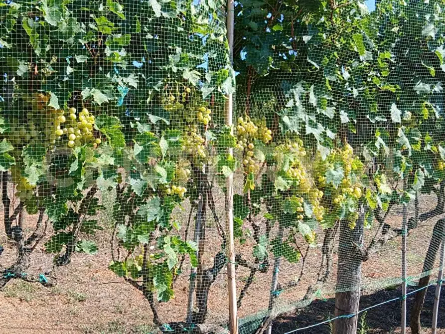 Immagine 22 di Azienda agricola in vendita  in località poggio al capraio snc a Roccastrada