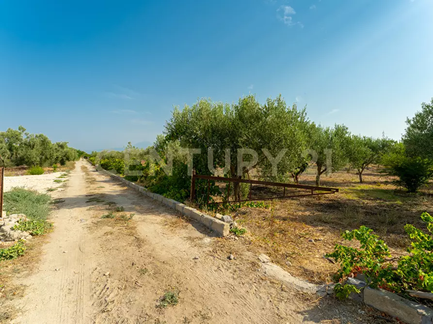 Immagine 3 di Terreno agricolo in vendita  in Strada Statale 194 a Carlentini