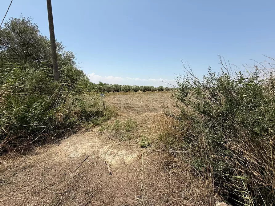 Immagine 10 di Terreno agricolo in vendita  in Strada Provinciale 104 snc a Lentini