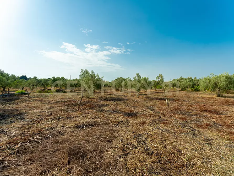 Immagine 9 di Terreno agricolo in vendita  in Strada Statale 194 a Carlentini