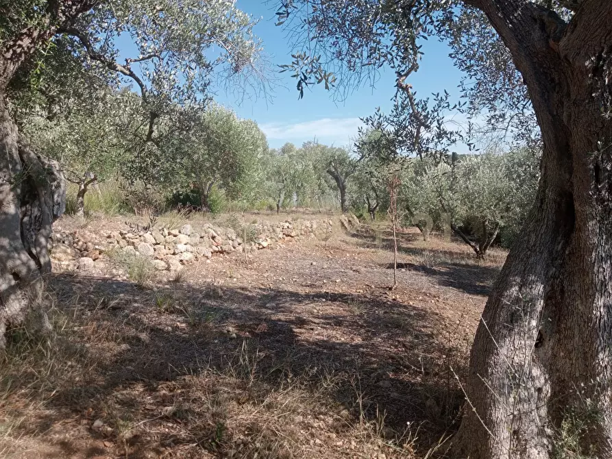 Immagine 8 di Terreno agricolo in vendita  in via provinca a Orbetello