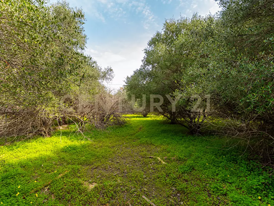 Immagine 20 di Terreno agricolo in vendita  in Contrada Vaccarizzo a Catania