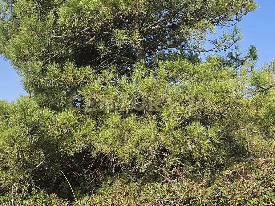 Immagine 16 di Casa indipendente in vendita  in Vicolo del Tufo 12 a Pantelleria