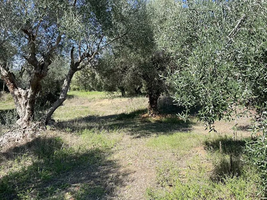 Immagine 3 di Rustico / casale in vendita  in via fontanelle a Porto Sant'elpidio