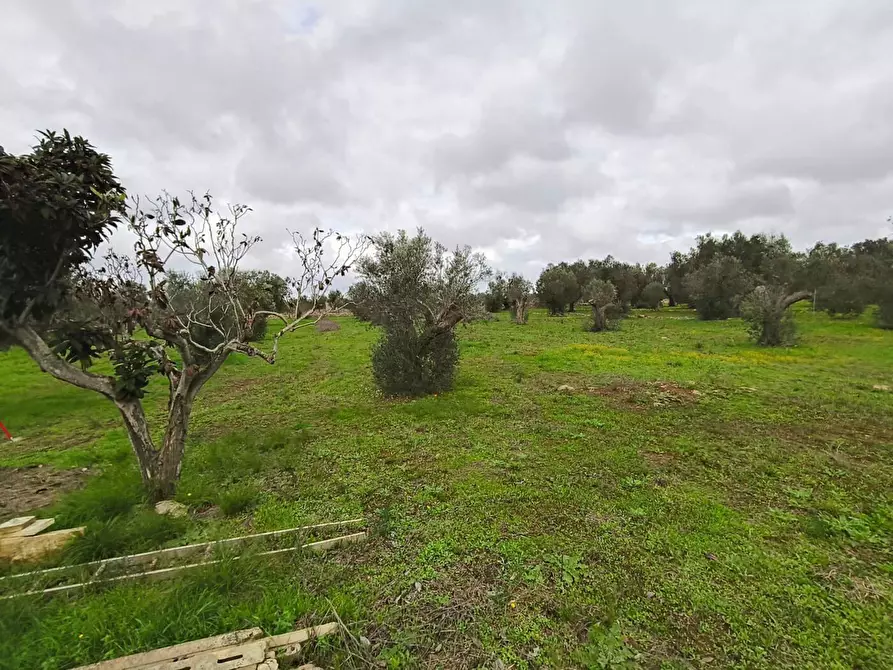 Immagine 6 di Terreno edificabile in vendita  in Contrada Curlo snc a Sannicola