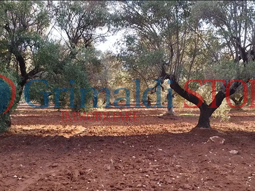 Immagine 17 di Terreno agricolo in vendita  a Manduria