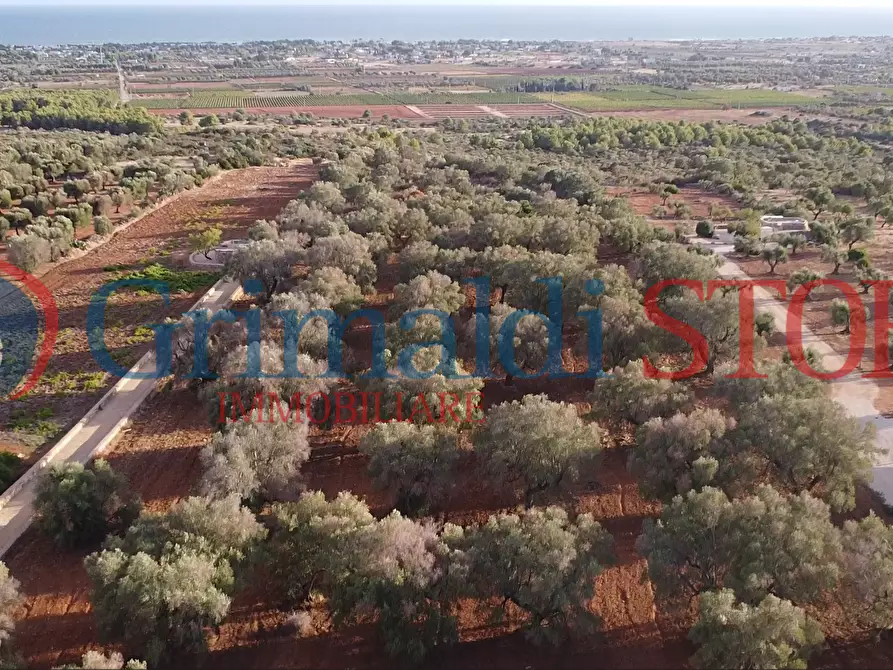 Immagine 5 di Terreno agricolo in vendita  a Manduria