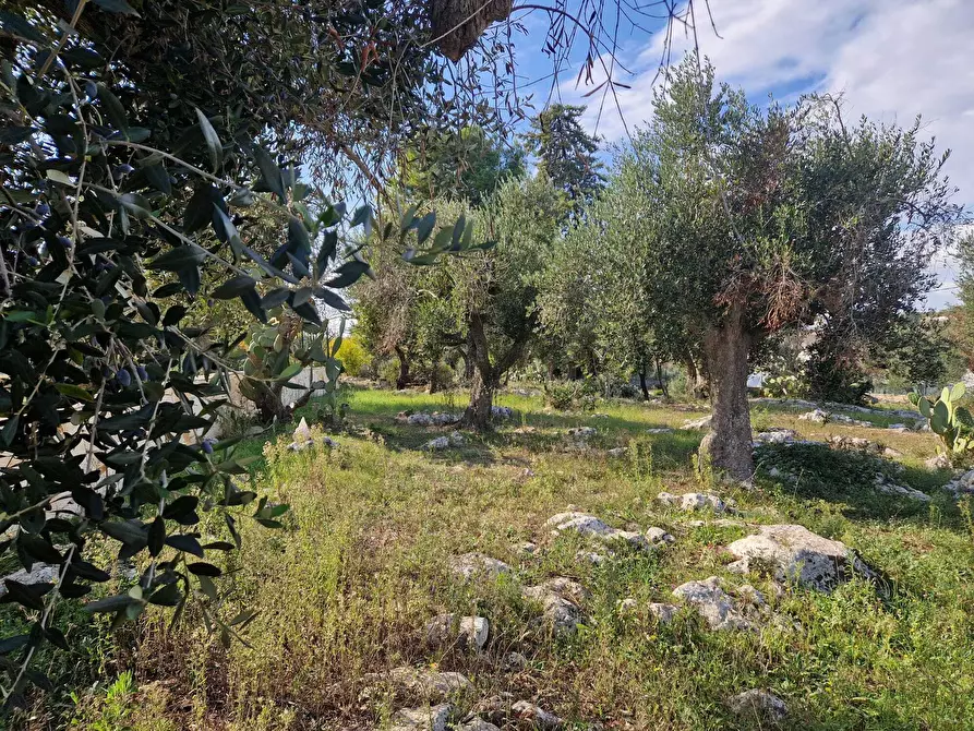 Immagine 7 di Casa indipendente in vendita  a Ostuni