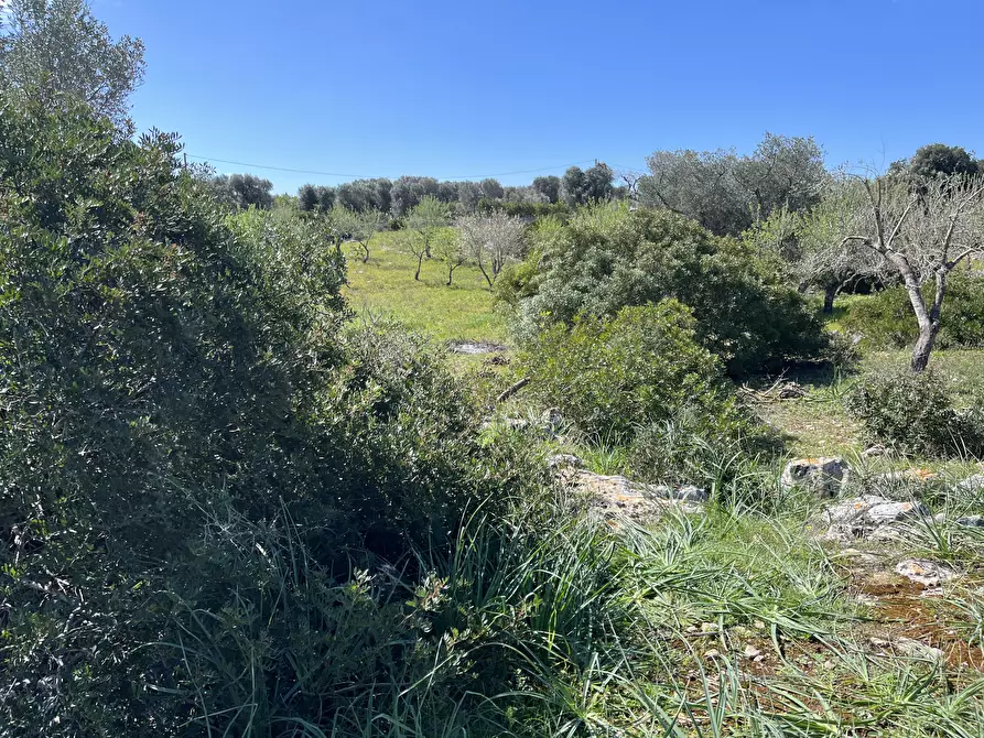 Immagine 11 di Terreno agricolo in vendita  in contrada colacurto snc a Carovigno