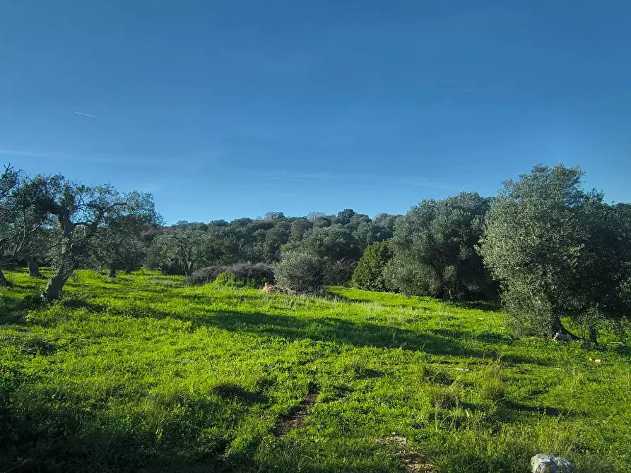 Immagine 3 di Casa indipendente in vendita  in Contrada Petrarolo a Monopoli