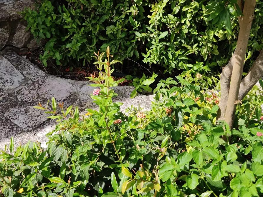 Immagine 57 di Villa in vendita  a Castellammare Del Golfo