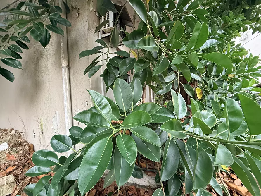 Immagine 18 di Villa in vendita  in VIALE SCALA GRECA a Siracusa