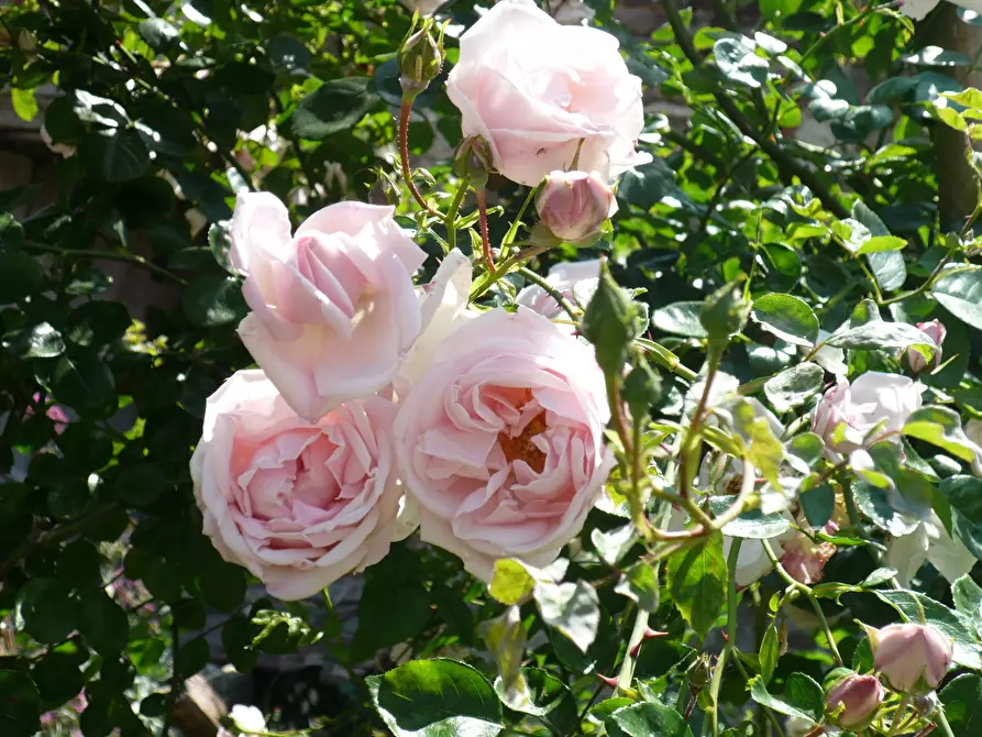 Immagine 60 di Casa indipendente in vendita  in Località Luscignano 18 a Casola In Lunigiana