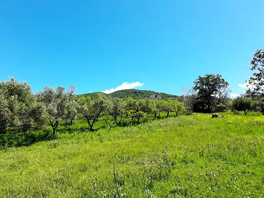 Immagine 8 di Terreno agricolo in vendita  in via contrada maiano a Montecorvino Rovella
