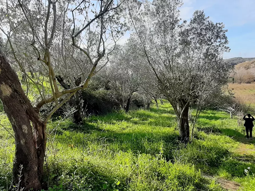 terreno agricolo in vendita a Montecorvino Rovella in zona Macchia