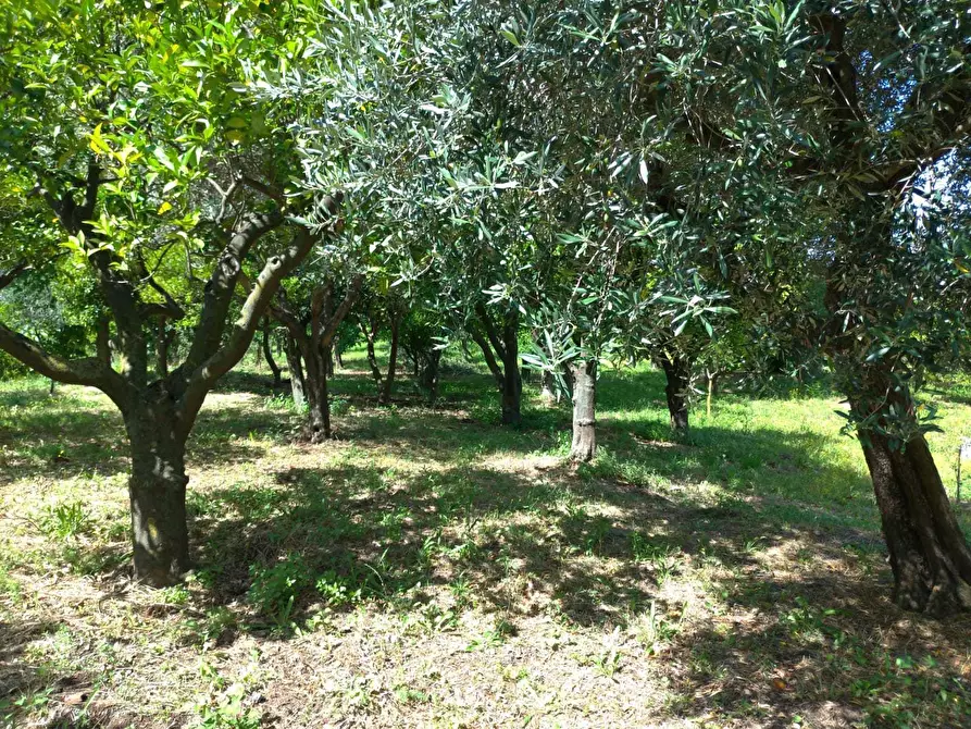 Immagine 5 di Terreno agricolo in vendita  in Via Fiano a Nocera Inferiore