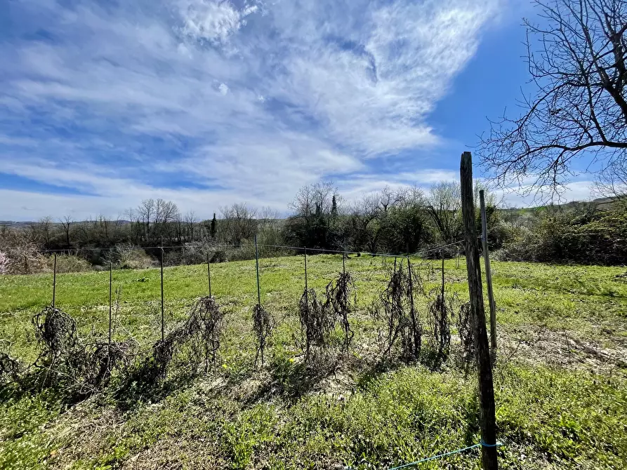 Immagine 6 di Rustico / casale in vendita  in Borgata Biarella 32 a Dogliani