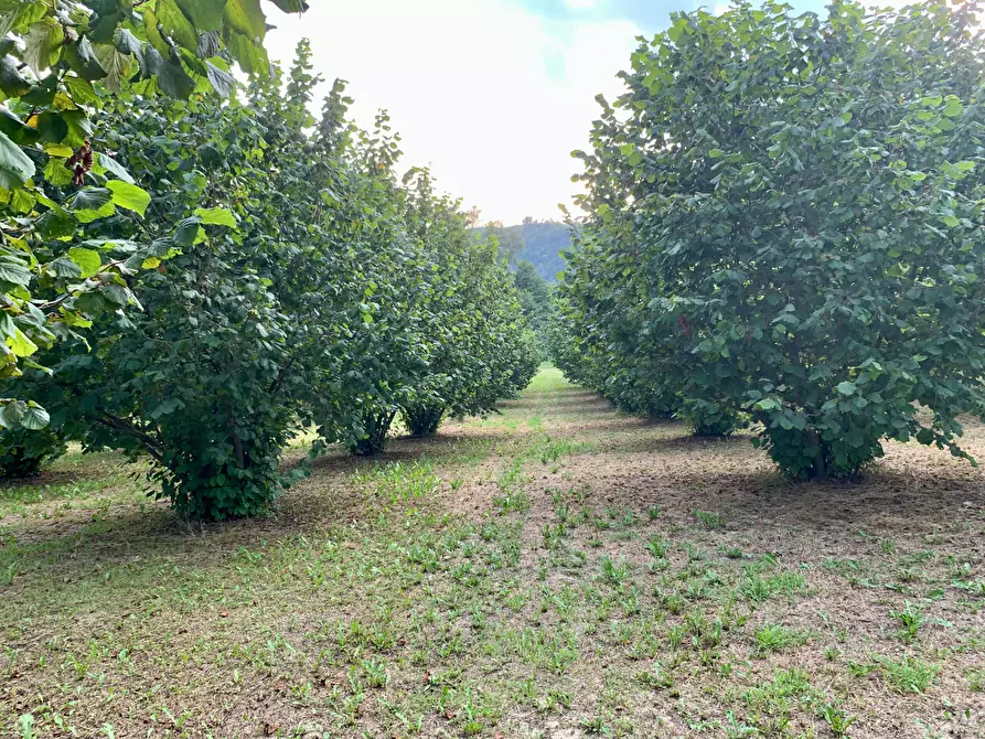 Immagine 9 di Terreno agricolo in vendita  in Borgata Pianezzo 102 a Dogliani