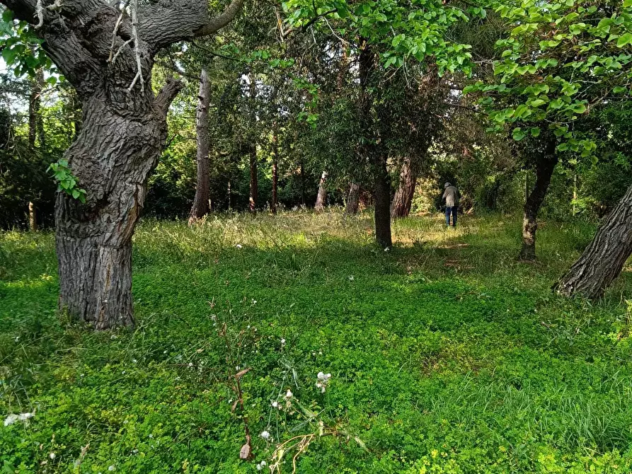 Immagine 16 di Rustico / casale in vendita  a Corinaldo