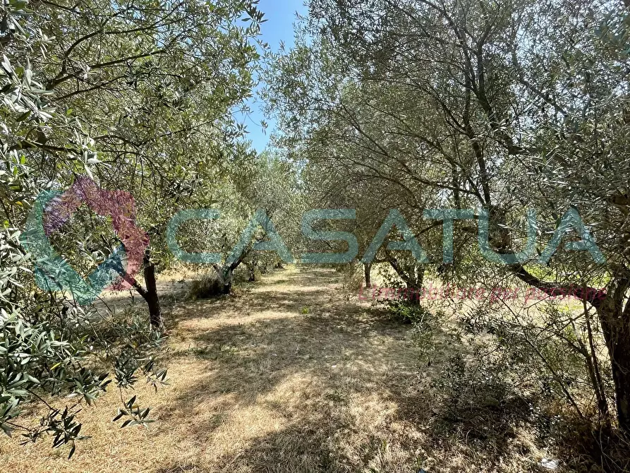Immagine 7 di Terreno agricolo in vendita  in Contrada Piomba 22 a Silvi