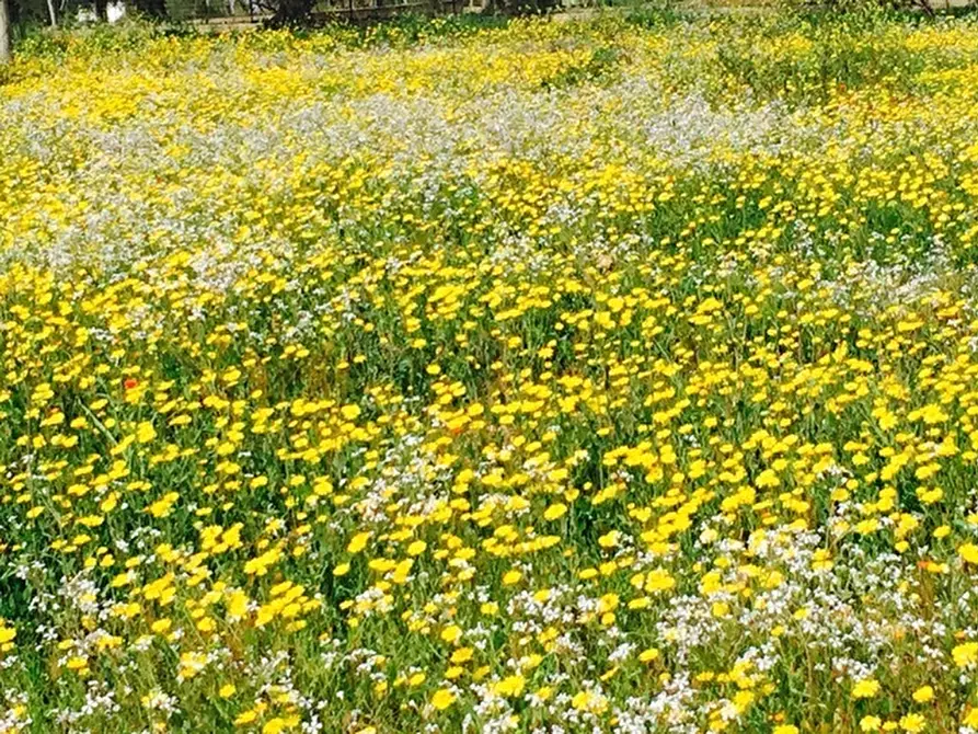 Immagine 14 di Terreno edificabile in vendita  in Contrada Giovannarolla a Ostuni