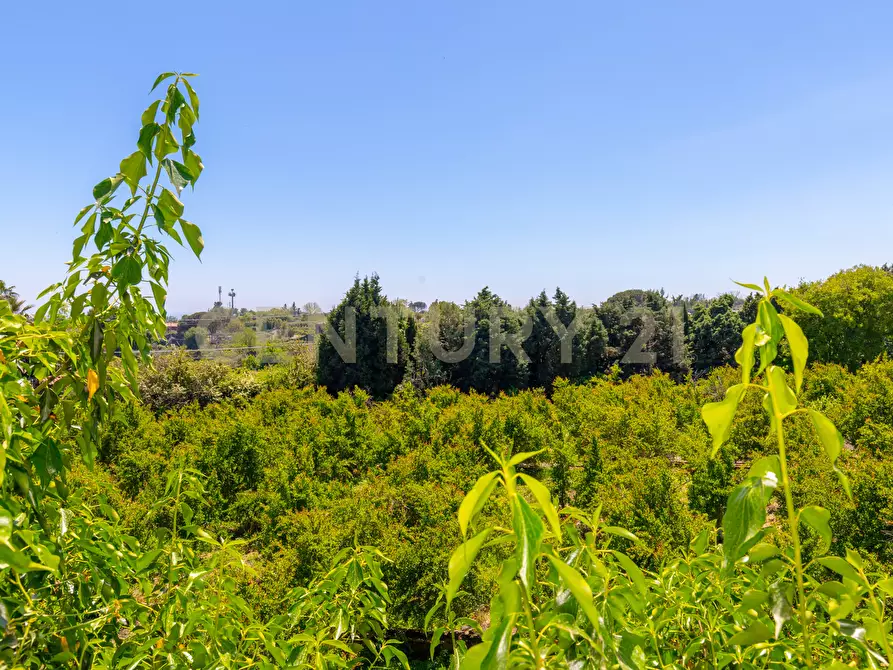Immagine 36 di Rustico / casale in vendita  in Via Roccamena 84 a Acireale