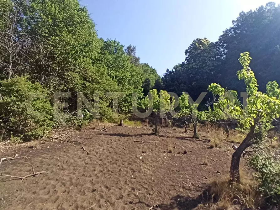 Immagine 23 di Terreno agricolo in vendita  in C.da Filiciusa a Biancavilla