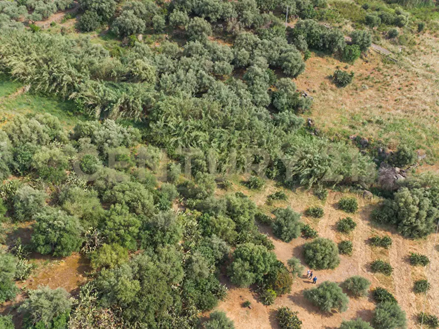Immagine 29 di Terreno agricolo in vendita  in Via San Leo a Adrano