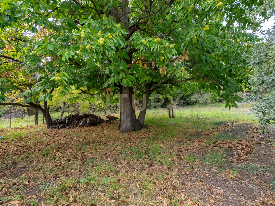 Immagine 16 di Villa in vendita  in Contrada Scolaro Cisterna a Adrano
