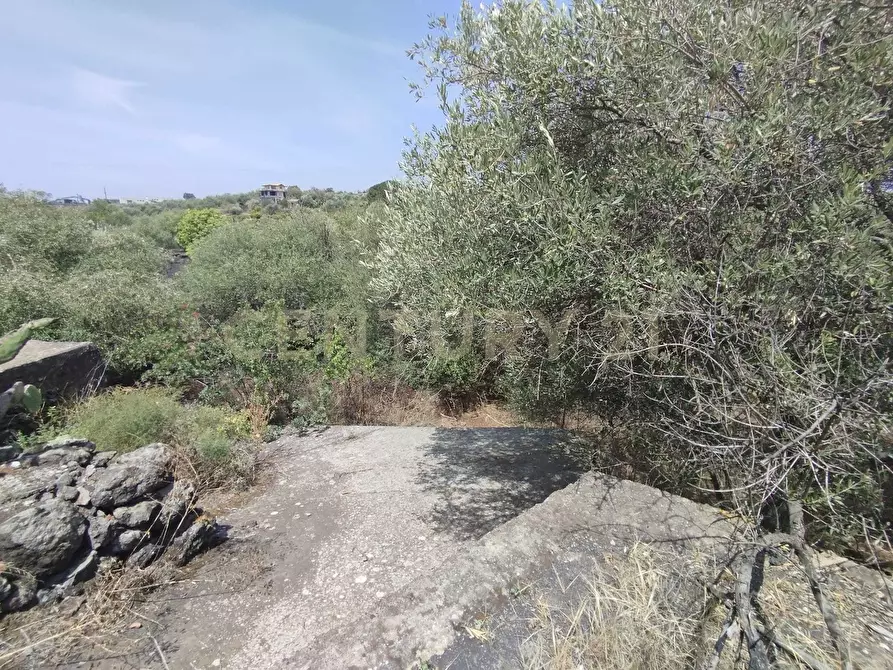 Immagine 14 di Terreno agricolo in vendita  in CONTRADA MANGIONE snc a Catania