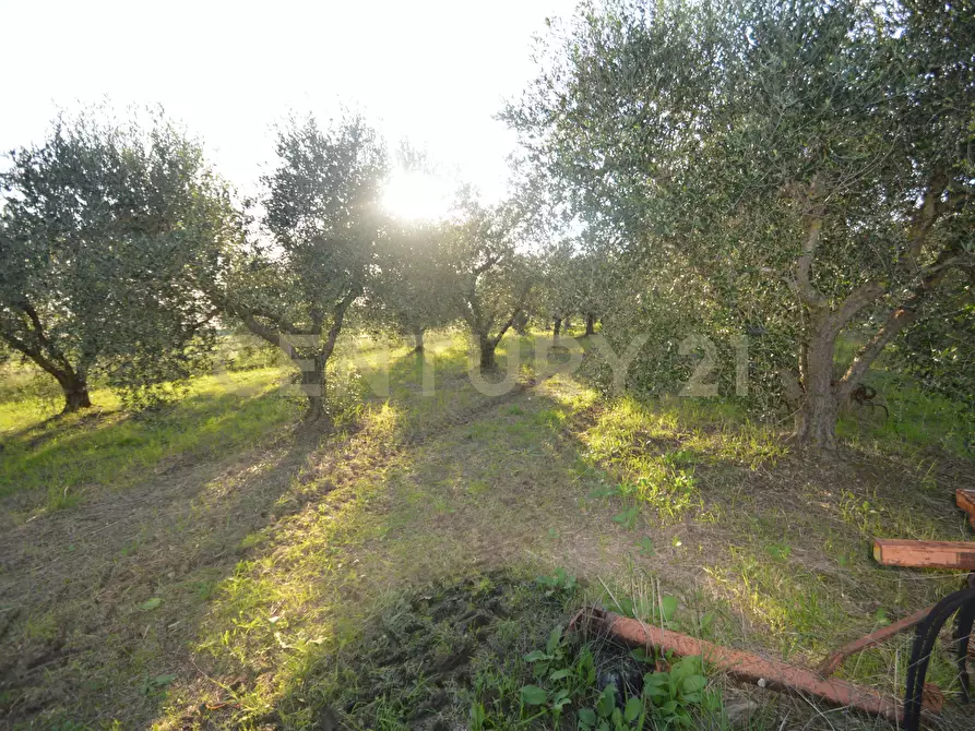 terreno agricolo in vendita a Grosseto in zona Centro Città